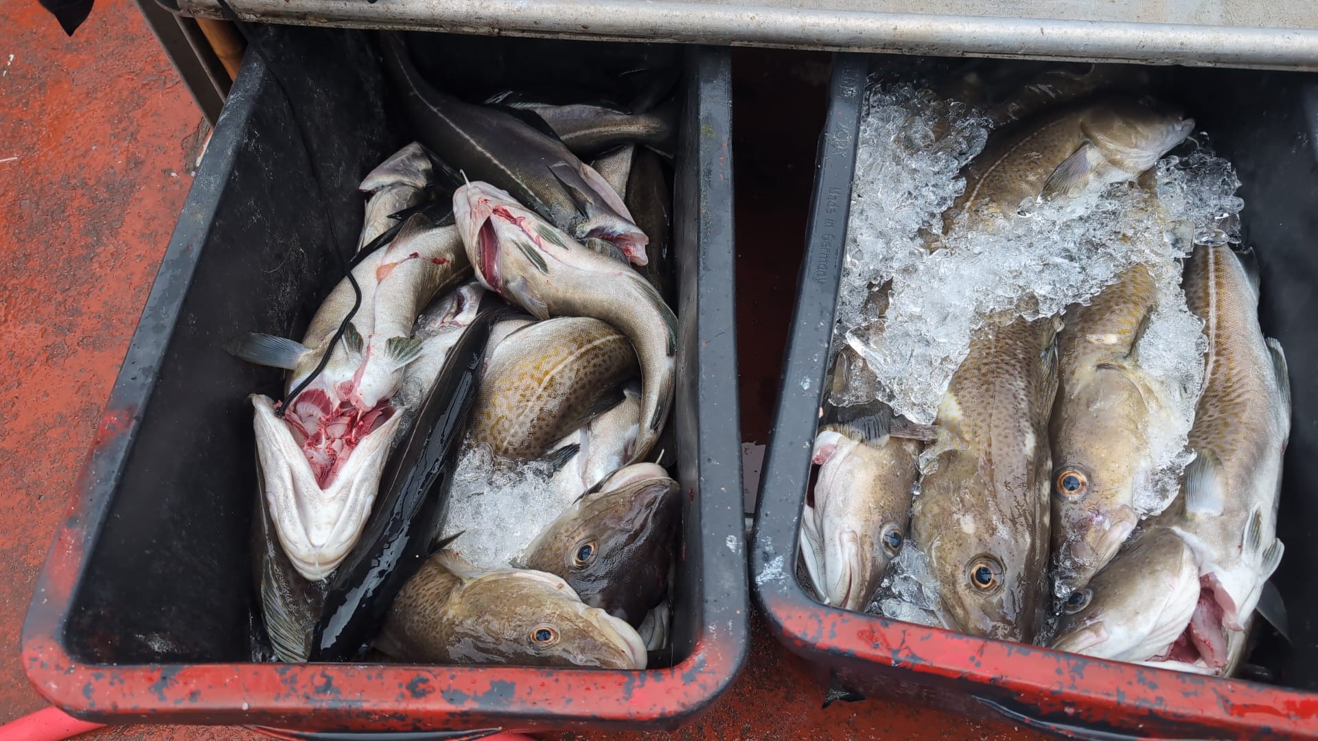 Angeltour-Gelbes-Riff-volle-Fischkisten