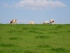 dscn0454