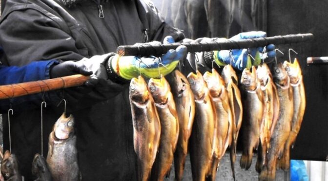 Wir räuchern wieder Forellen!